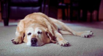 ¿Dónde debe dormir tu perro? Esto dicen los veterinarios
