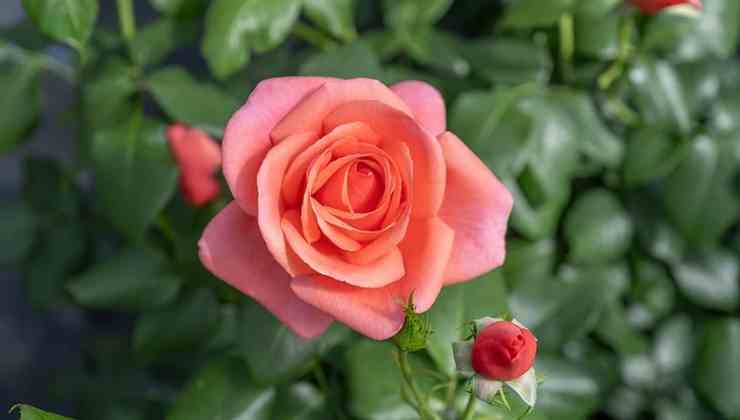 catherine's rose