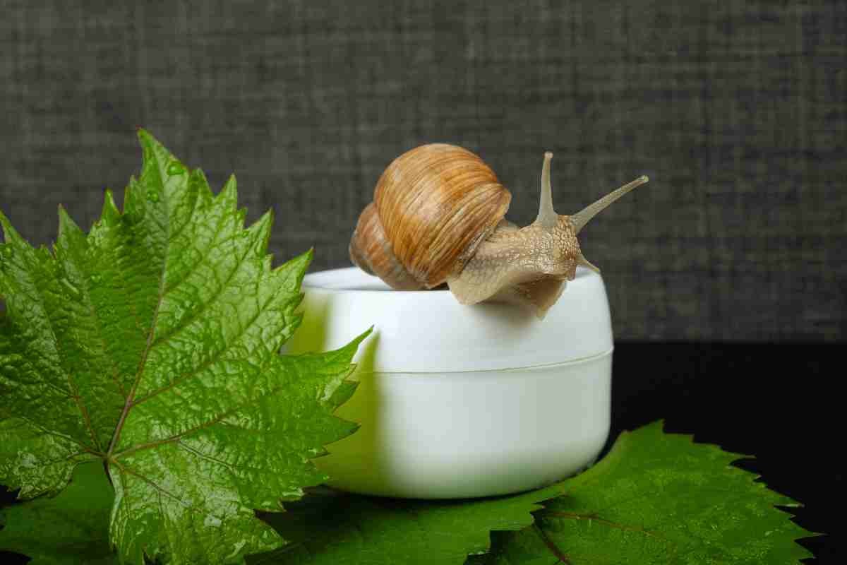 baba de caracol producto