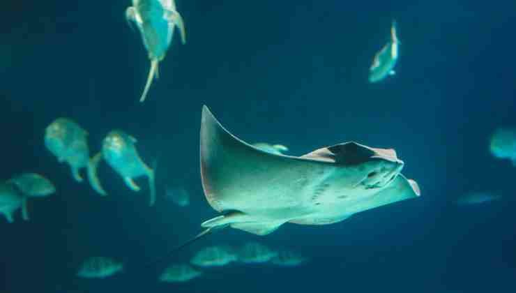 mantas