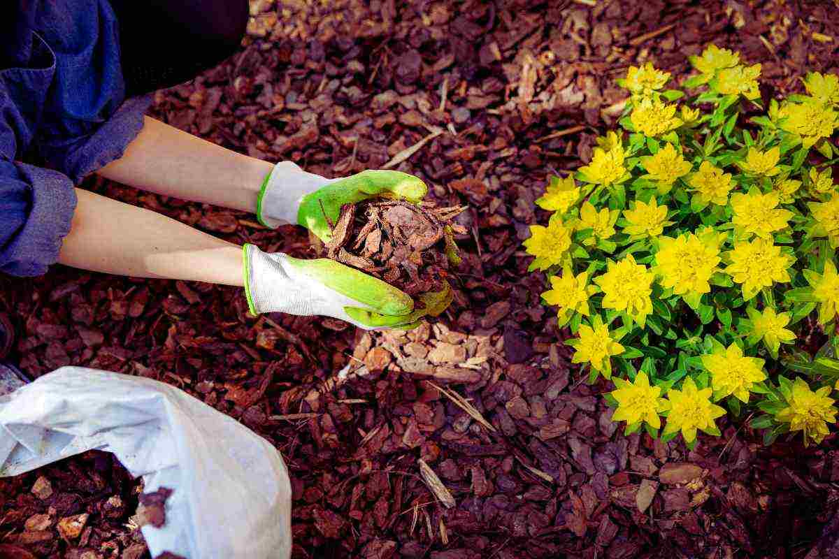 terra giardino lavorare