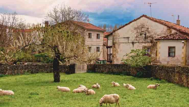 casas y ovejas prado