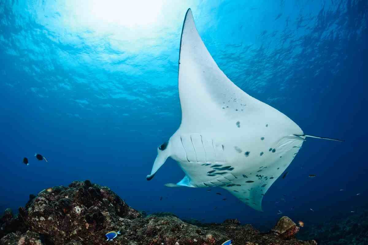 mantarraya