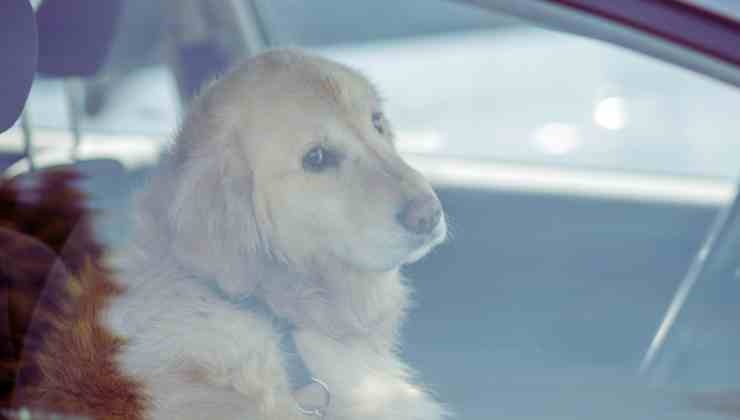 perro dentro el coche