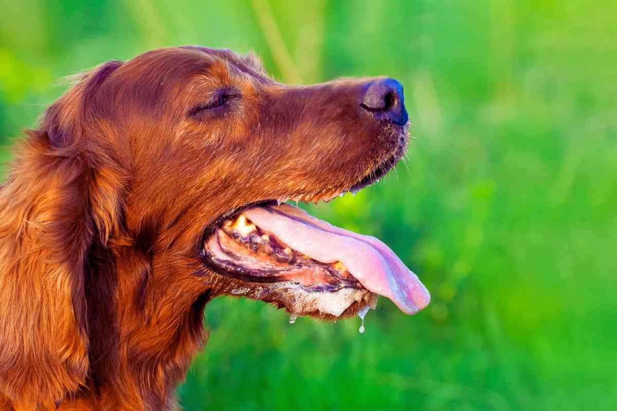 perro