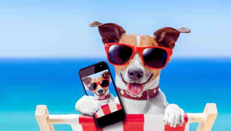 foto perro con celular