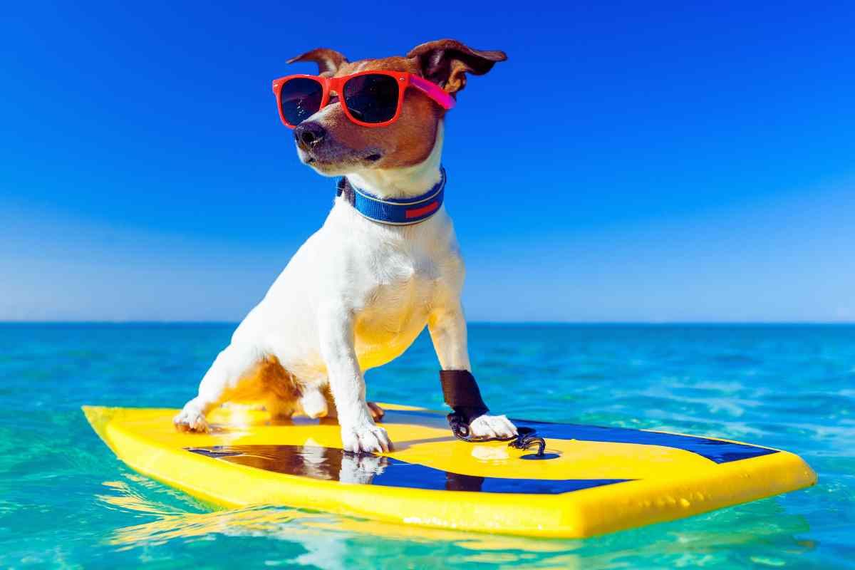 perro al mar